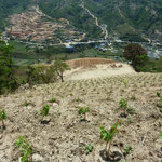 One of The World's Steepest Vineyards (640m altitue difference) at Kewalpur, Nepal