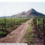 Vineyard Shortly after Establishment at Chateau Indage, India