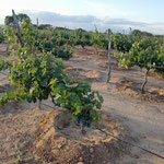 Single Vine Pits for Improved Irrigation at Makutupora Trial Vineyards, Tanzania