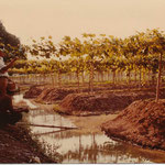 Floating Vineyards, Samut Sakhon, Thailand