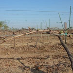 Sprouting of Vines after DORMEX Application, Egypt