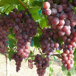 Muscat Grapes ex Myanmar, Hua Hin Hills Vineyards, Thailand