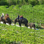 Elephant Riding Tour at Hua Hin Hills Vineyard, Thailand