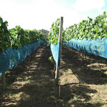 Bird Control on Isolated Vineyards at Sakharani, Tanzania