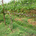 Vines With (left, background) and Without (front) Dormex Application at Kewalpoor Vineyards, Nepal