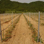 Vineyards at Hua Hin Hills Shortly After Establishment, Thailand