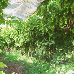 Y-System Trellis and Shading to Avoid Sunburn - Table Grape Production, India 