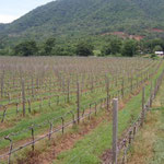 Vines Pruned For The Vegetative Season, Hua Hin Hills, Thailand