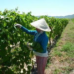 Harvesting of Grape Leaves for Stuffing