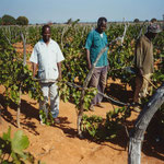 Vineyard for Brandy Production in Dodoma, Tanzania