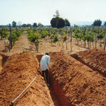 Establishment of Rainfed Vineyards (without irrigation) With Two Crops per Year, Dodoma, Tanzania