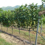 Adapted Trellis System - Chenin Blanc, Hua Hin Hills, Thailand