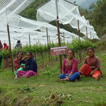 Field Workers Among Gewürztraminer Vines at Kaule Vineyards, Nepal