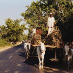 Oxen Carts, Maharashtra (Largest Grape Growing Area), India