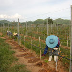 Manual Fertilizer Application for Young Vines, Hua Hin Hills, Thailand