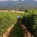 Vineyard Tractor with Leaf-cutter in  Hua Hin Hills, Thailand