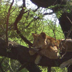 Lion on the tree Lake Manyara Nationalpark