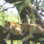 Lion on the tree Lake Manyara Nationalpark