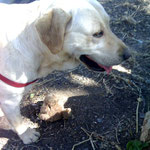 smilla