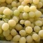 uva da tavola