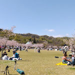 桜並木あり、芝生あり、屋台もたくさんありました。