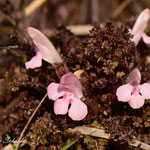 Heidekartelblad.  Vrij zeldzaam, kwetsbaar