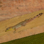 Trinidad gecko