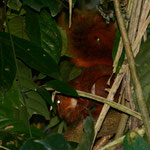 Southern Amazon Red Squirrel