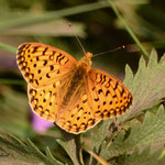 Edwards' Fritillary