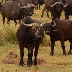 De Afrikaanse buffel leeft veelal in grote groepen van enkele tientallen tot honderden beesten. Het is een dier met de reputatie nogal agressief te zijn. Vooral solitaire mannetjes zorgen jaarlijks voor menselijke slachtoffers.
