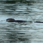 Canadese otter