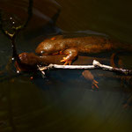 Rough-skinned newt