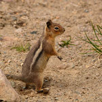 Cascade Golden-mantled Ground Squirrel 