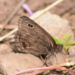 Butterfly unknown