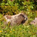 Grijze marmot
