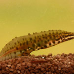 Kleine watersalamander (mannetje)