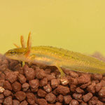 Kleine watersalamander (larve)