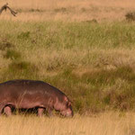 Nijlpaarden komen meestal alleen in de avond aan land om te grazen, maar in de vroege ochtend maak je ook kans om deze kolossen op het land te zien.
