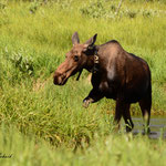 Amerikaanse Eland ssp americana (vrouw)