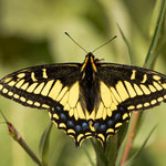 Anise Swallowtail