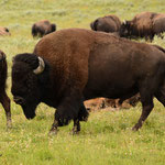 Amerikaanse bizon (man)