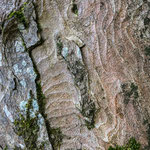 THE ELEPHANT - Zurich, Uetliberg