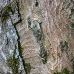 THE ELEPHANT - Zurich, Uetliberg