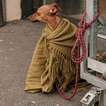 FASHIONABLE DOG - Zurich, Albisrieden