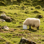 HUNGRY - Talisker Bay, Isle of Skye