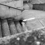 LONE CAT - Zurich, Zwingliplatz