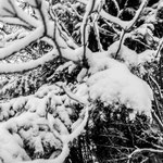 WHITE ELK - Zurich, Uetliberg