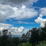 WEE WHITE DOG - Zurich, Uetliberg
