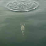 THE DIVER (Great Crested Grebe / Haubentaucher) - Zurich, Bellevue