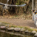 GREAT FLIGHT - Zoo Zurich
